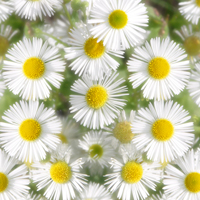 Photograph of daises